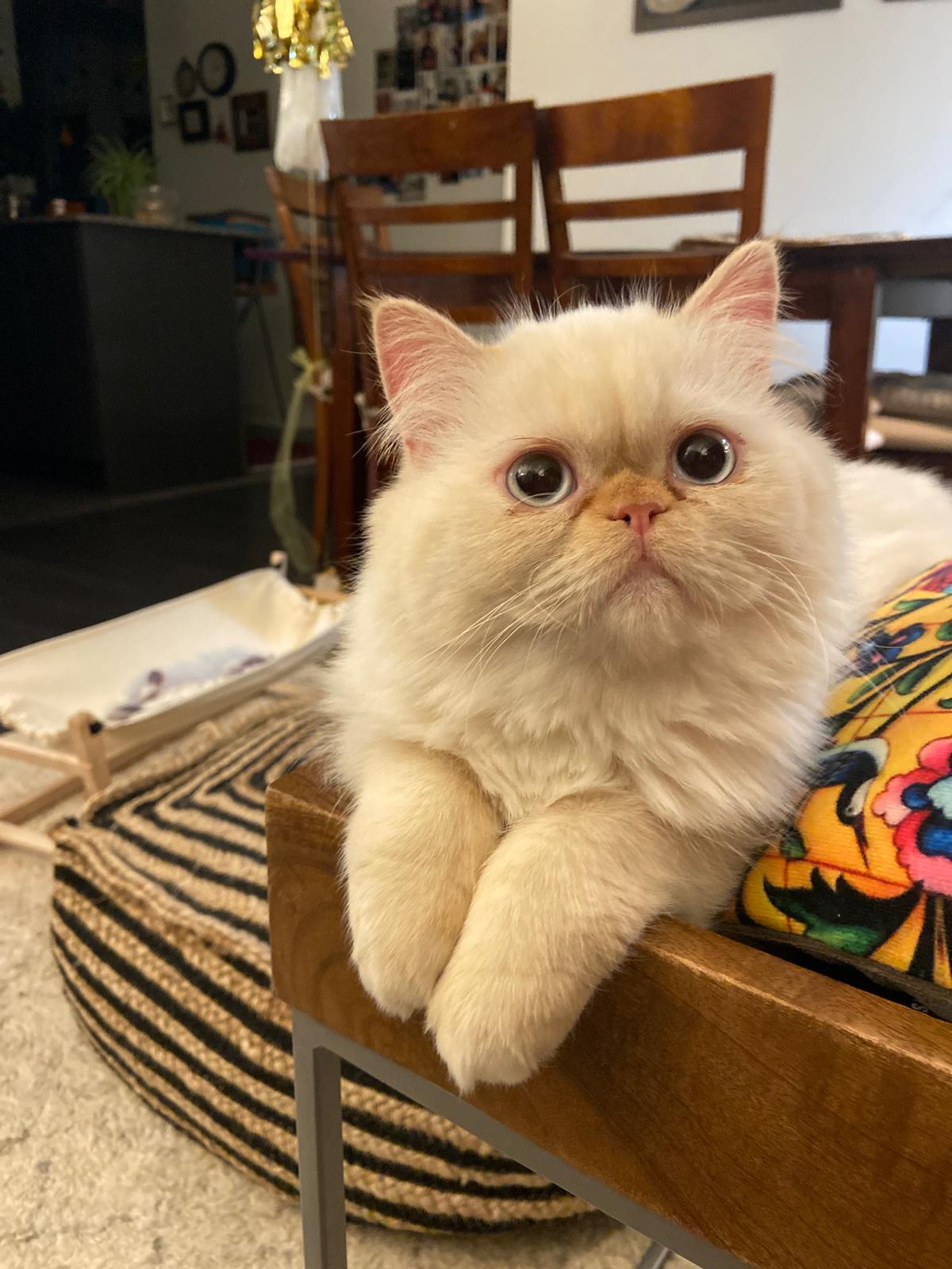 Bella, Cat Executive