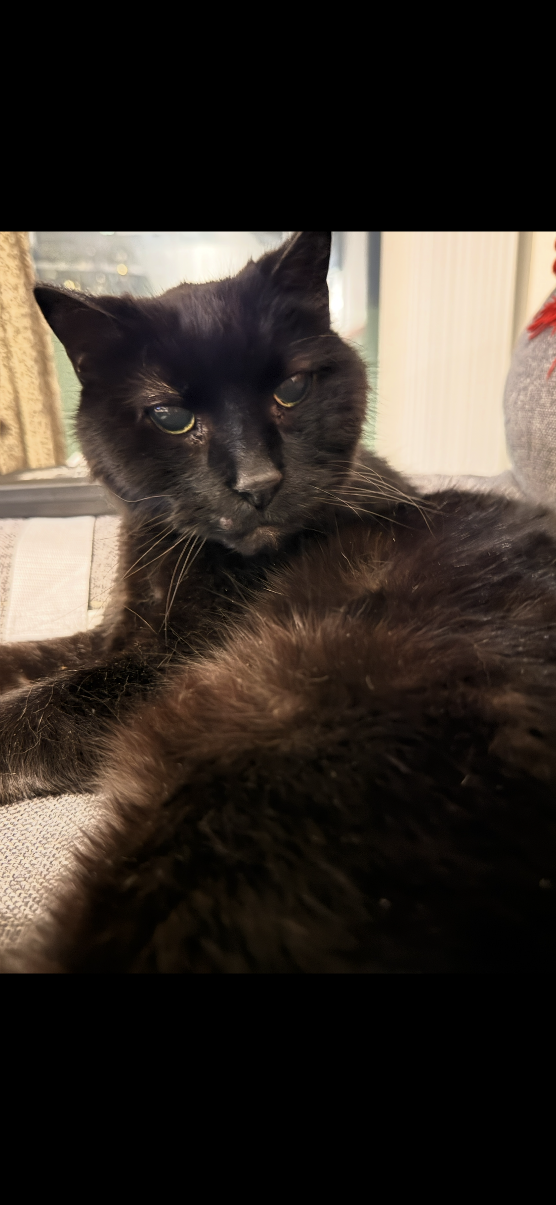 Floyd, Cat Executive