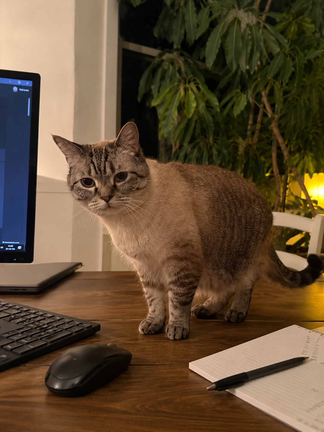 Oliver ("Little Bitch"), Cat Executive